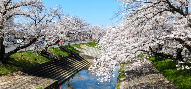 大和高田市にある桜の名所、高田千本桜