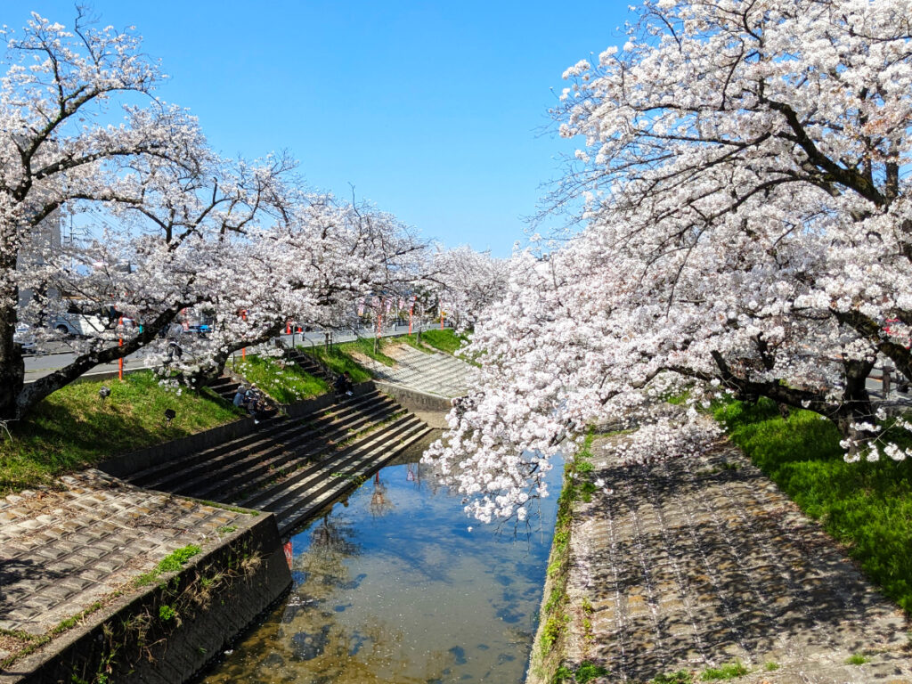 高田千本桜