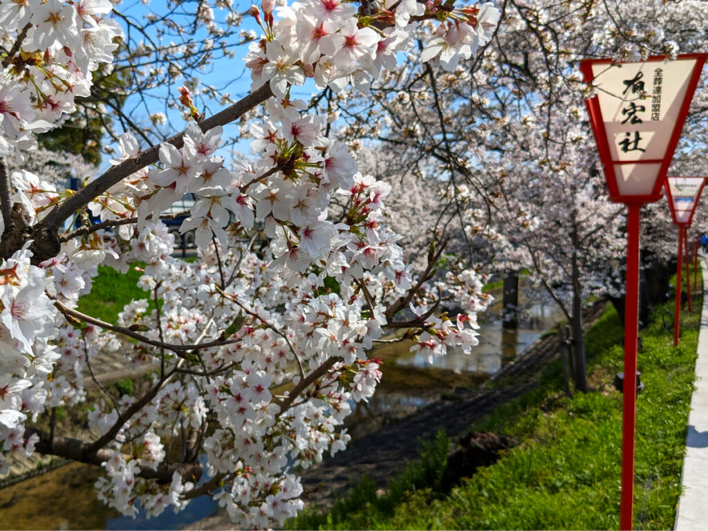 奈良県大和高田市の桜の名所『千本桜』のソメイヨシノ