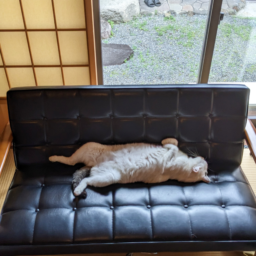 カリモク60のKチェアでくつろぐ猫